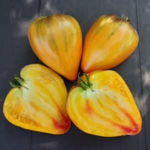 Tomates collection Sofia Saakova