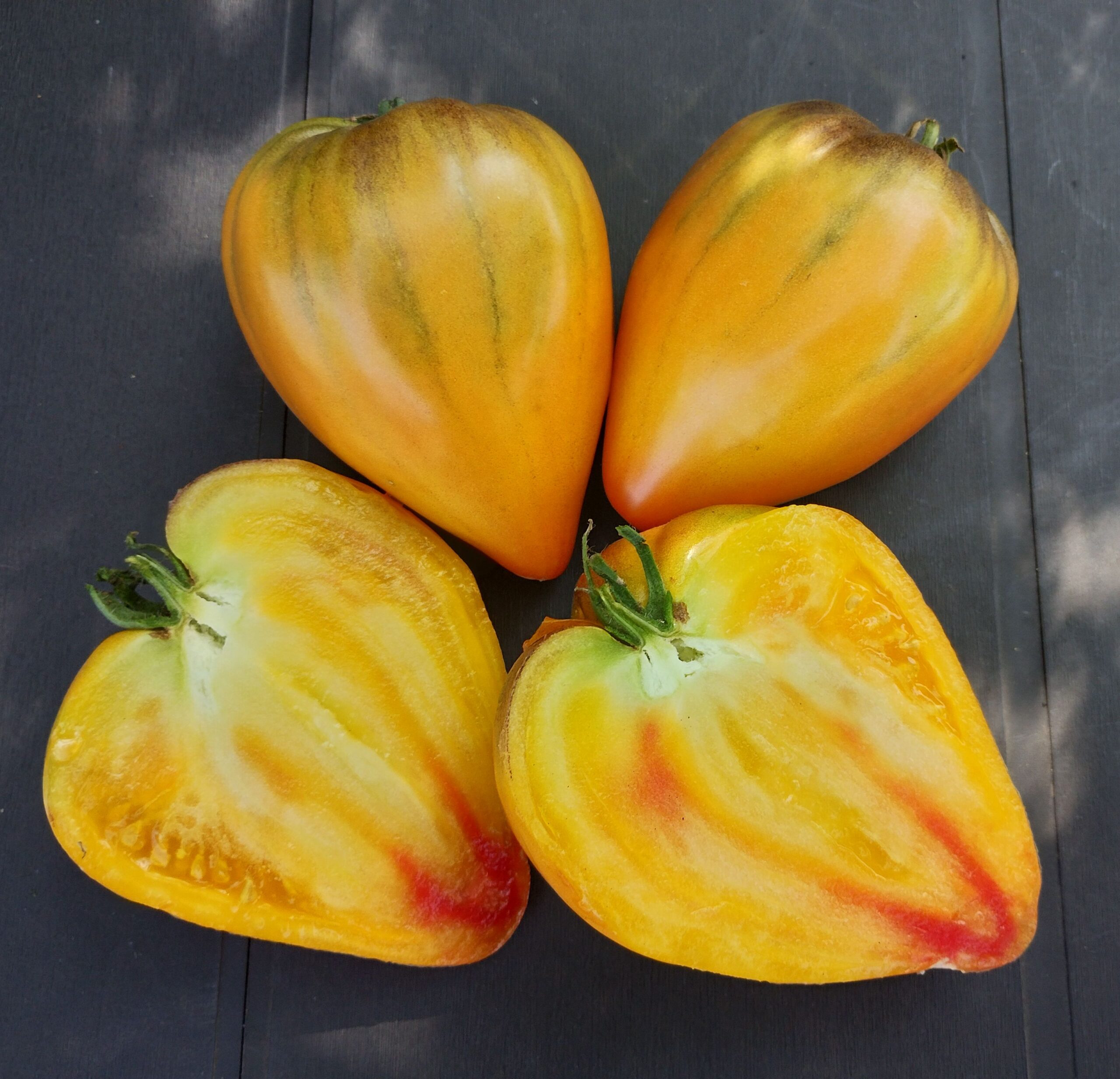 Tomates collection Sofia Saakova