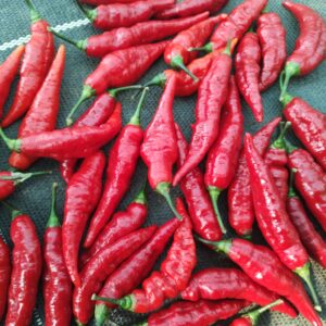 Autres piments
