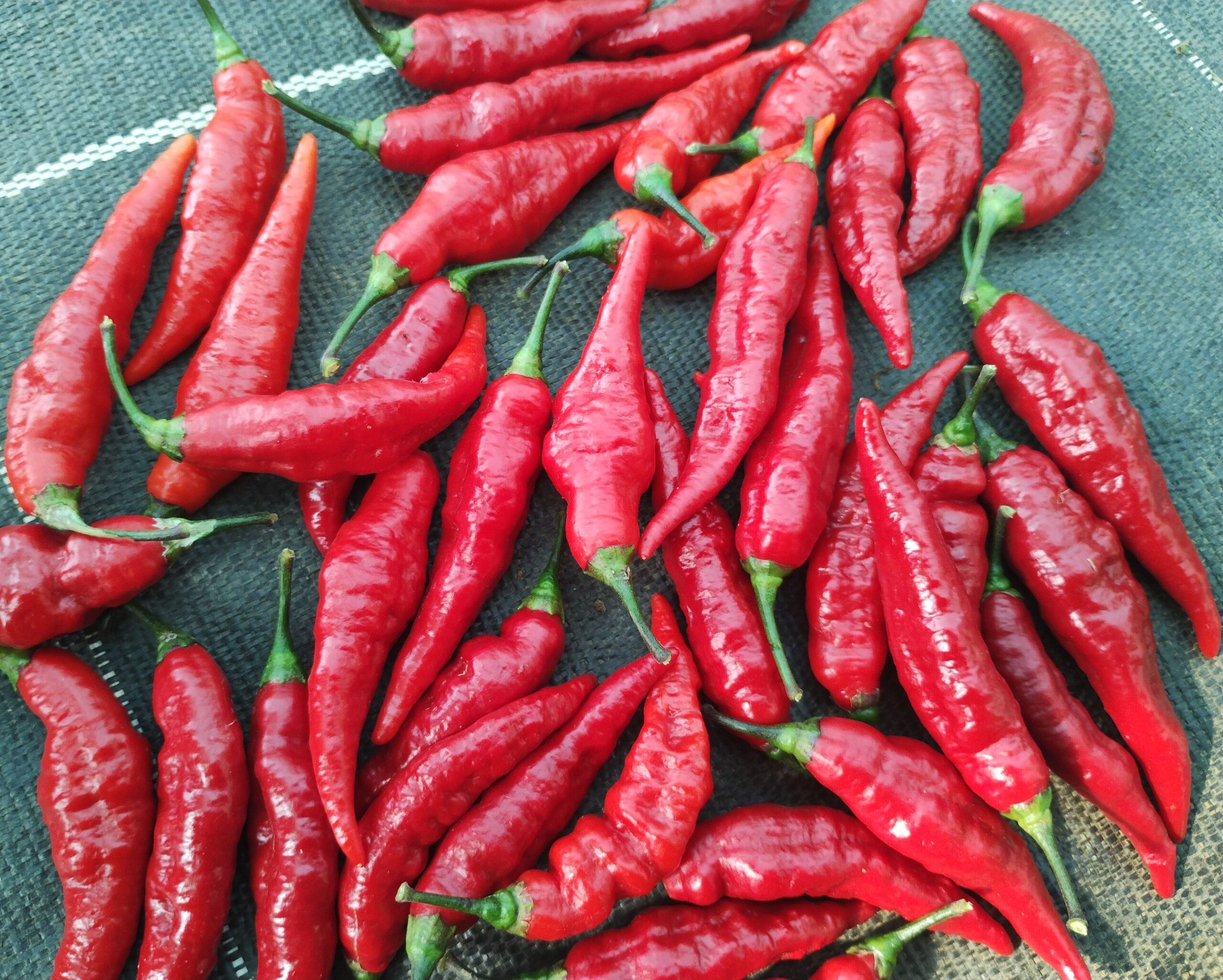 Autres piments