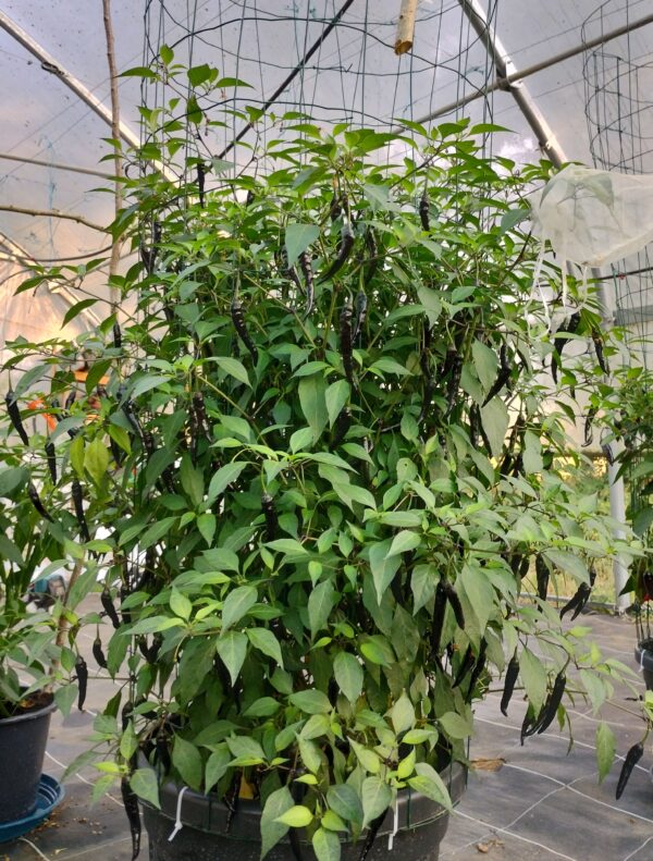 cayenne x black pearl – Image 5