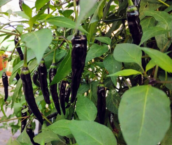cayenne x black pearl – Image 6