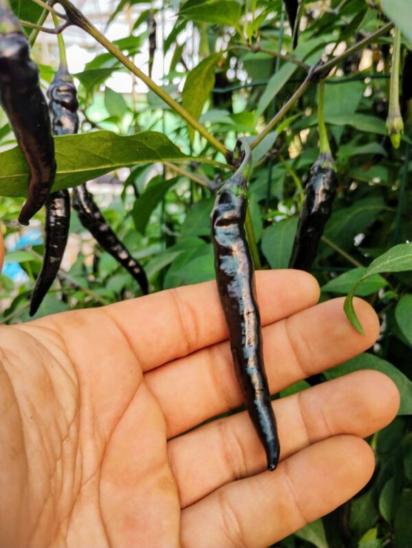 cayenne x black pearl – Image 7