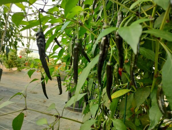 cayenne x black pearl – Image 8