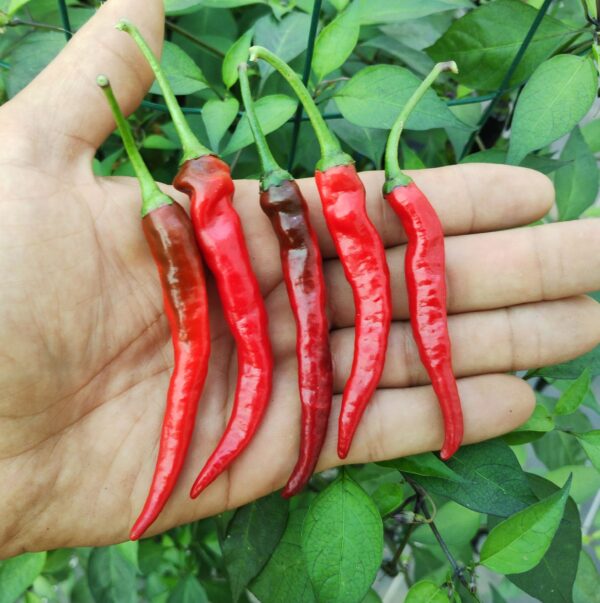 cayenne x black pearl