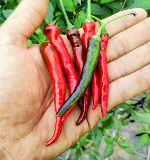 cayenne x black pearl – Image 2