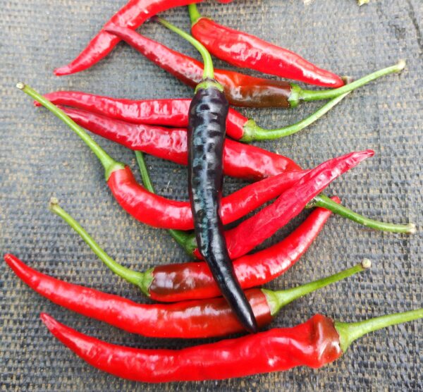 cayenne x black pearl – Image 3
