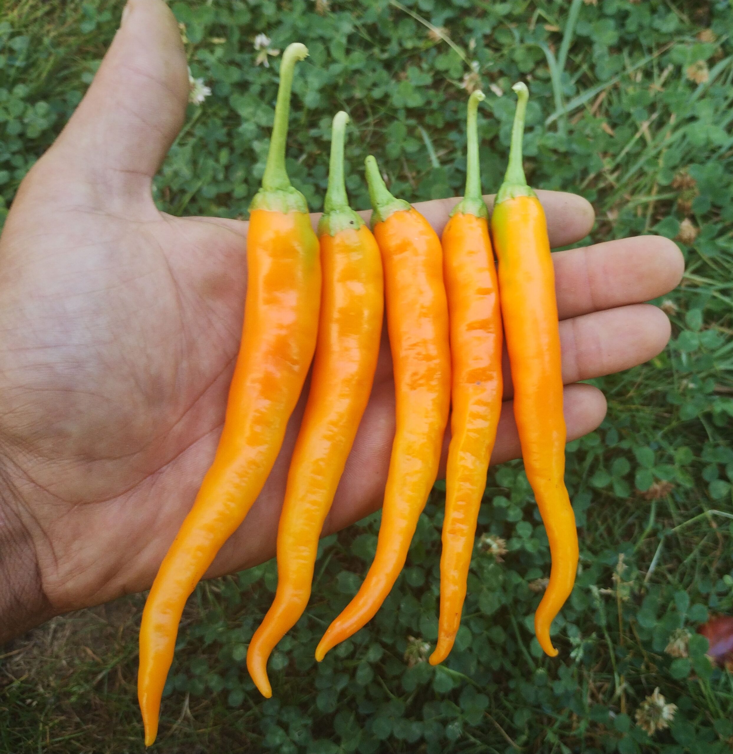 Piments du projet spatial Hangjiao