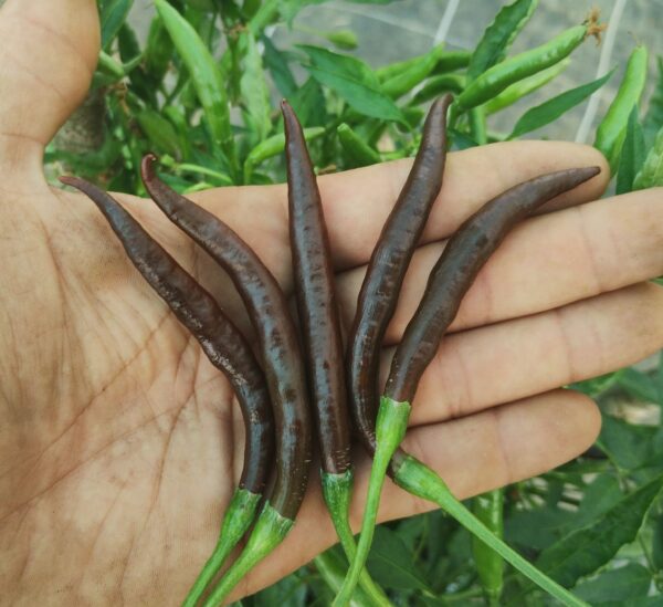 KS Chocolate Linzo