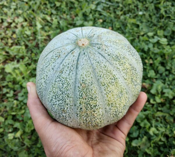 Melon petit gris de Rennes – Image 3