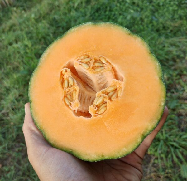 Melon petit gris de Rennes – Image 2