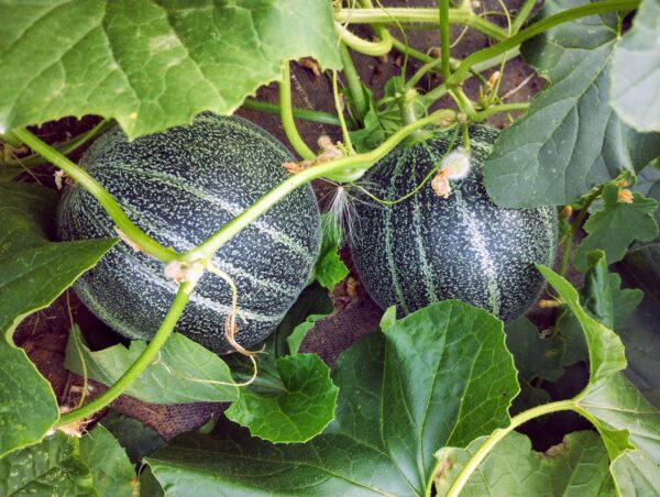 Melon petit gris de Rennes – Image 5
