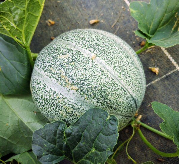 Melon petit gris de Rennes – Image 4
