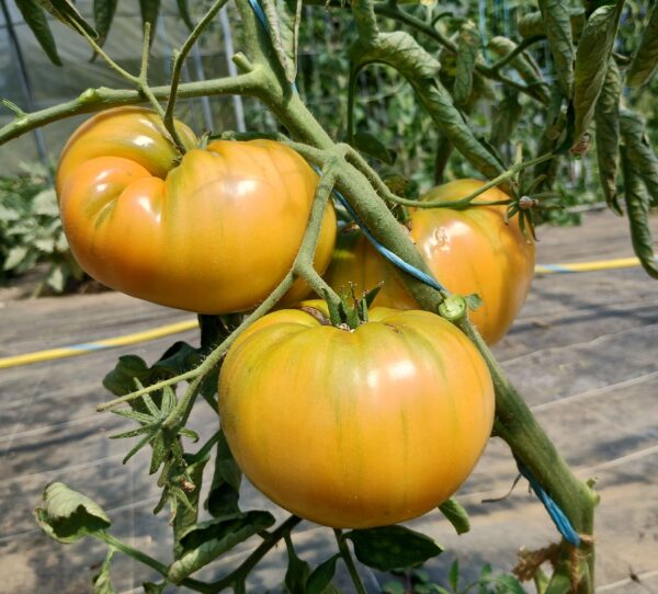 Kentucky Beefsteak – Image 3