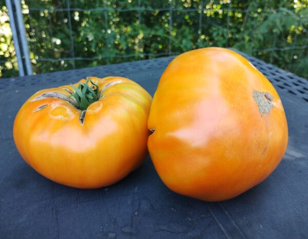 Kentucky Beefsteak – Image 2