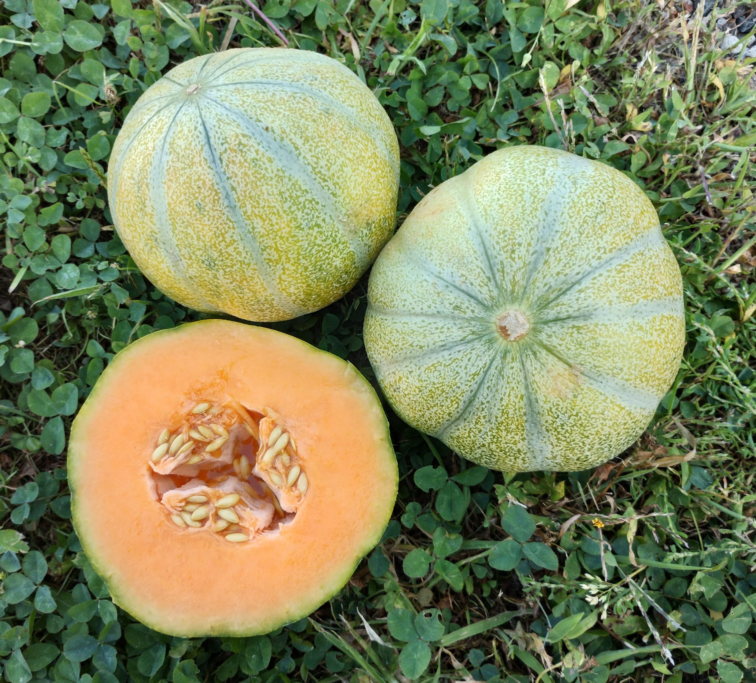 Autres fruits et légumes