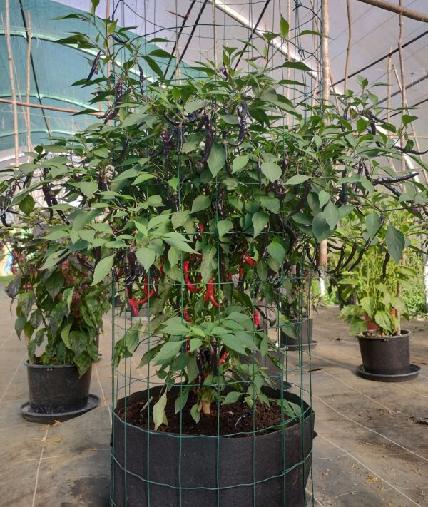 Black Cayenne – Image 2