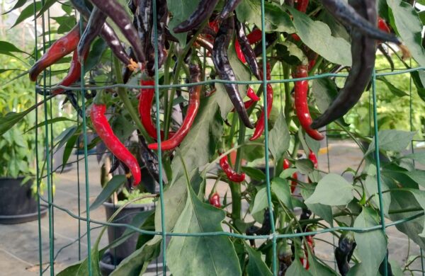 Black Cayenne – Image 3