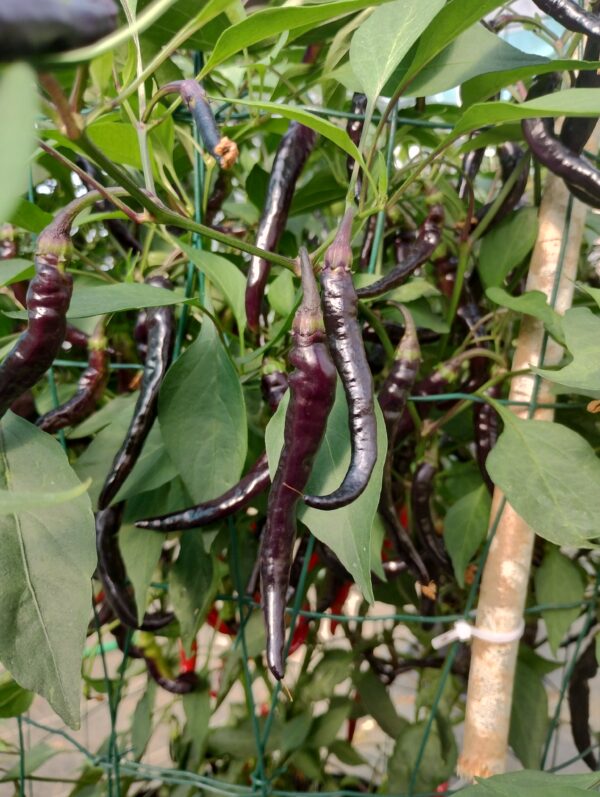 Black Cayenne – Image 4