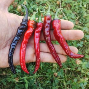 Black Cayenne