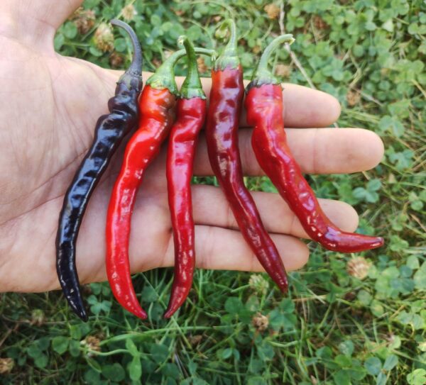 Black Cayenne