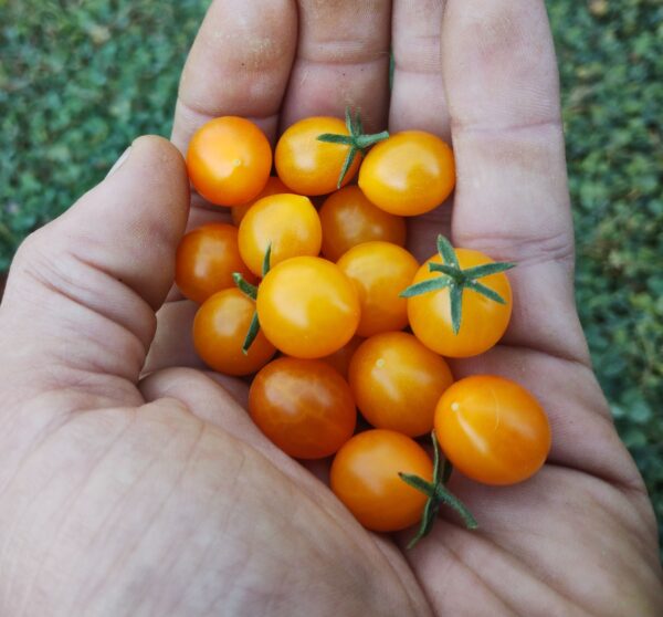 Microberry (ISOLÉE) – Image 3