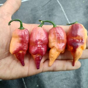 pink tiger x peach reaper