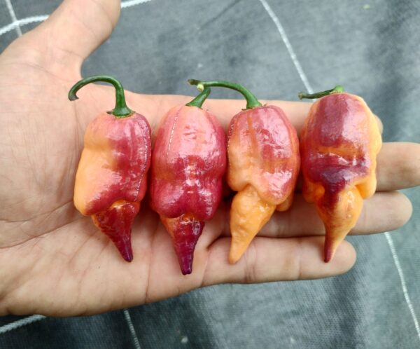 pink tiger x peach reaper