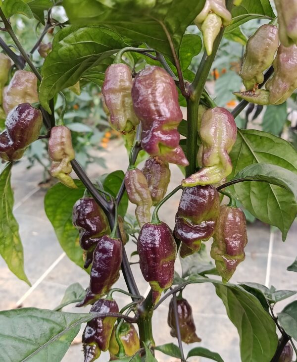 pink tiger x peach reaper – Image 4
