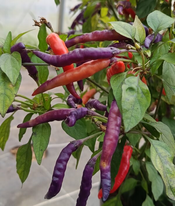 NuMex April Fool's Days – Image 3