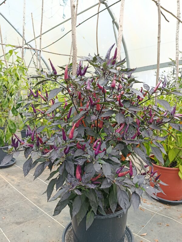 dreamcatcher x maya purple passion F5 – Image 2