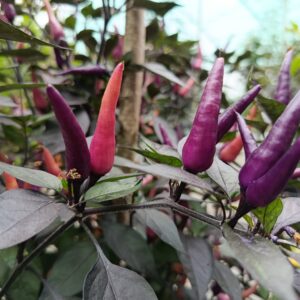 dreamcatcher x maya purple passion F5