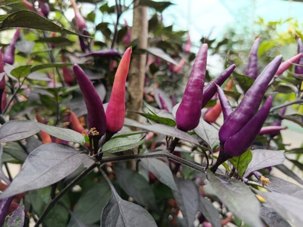 dreamcatcher x maya purple passion F5