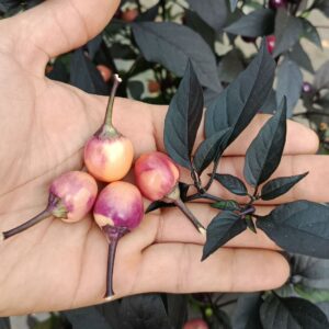 Midwest Midnight Orange