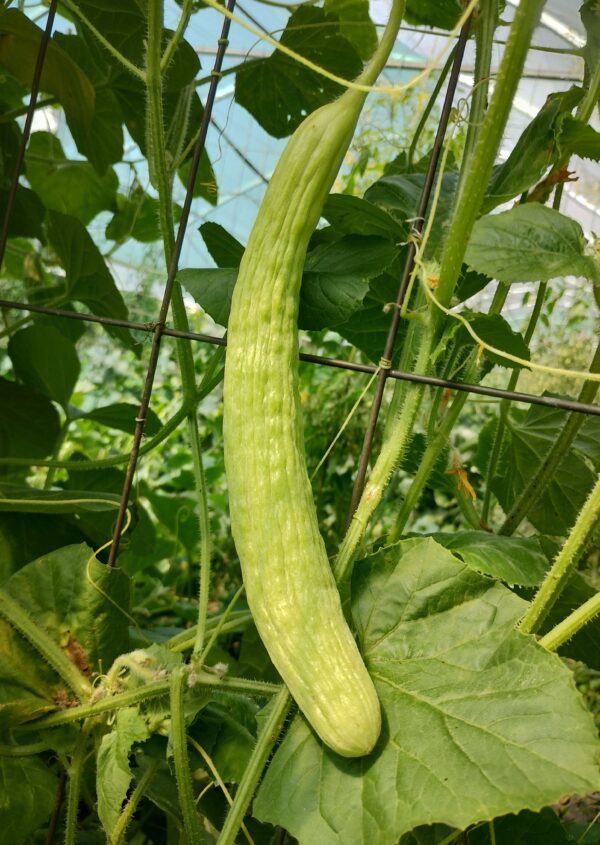 Calendrier de l'avent potager – Image 8