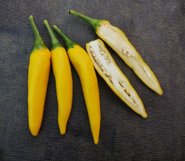 Calendrier de l'avent potager – Image 5