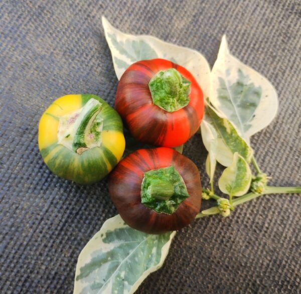 Calendrier de l'avent potager – Image 3
