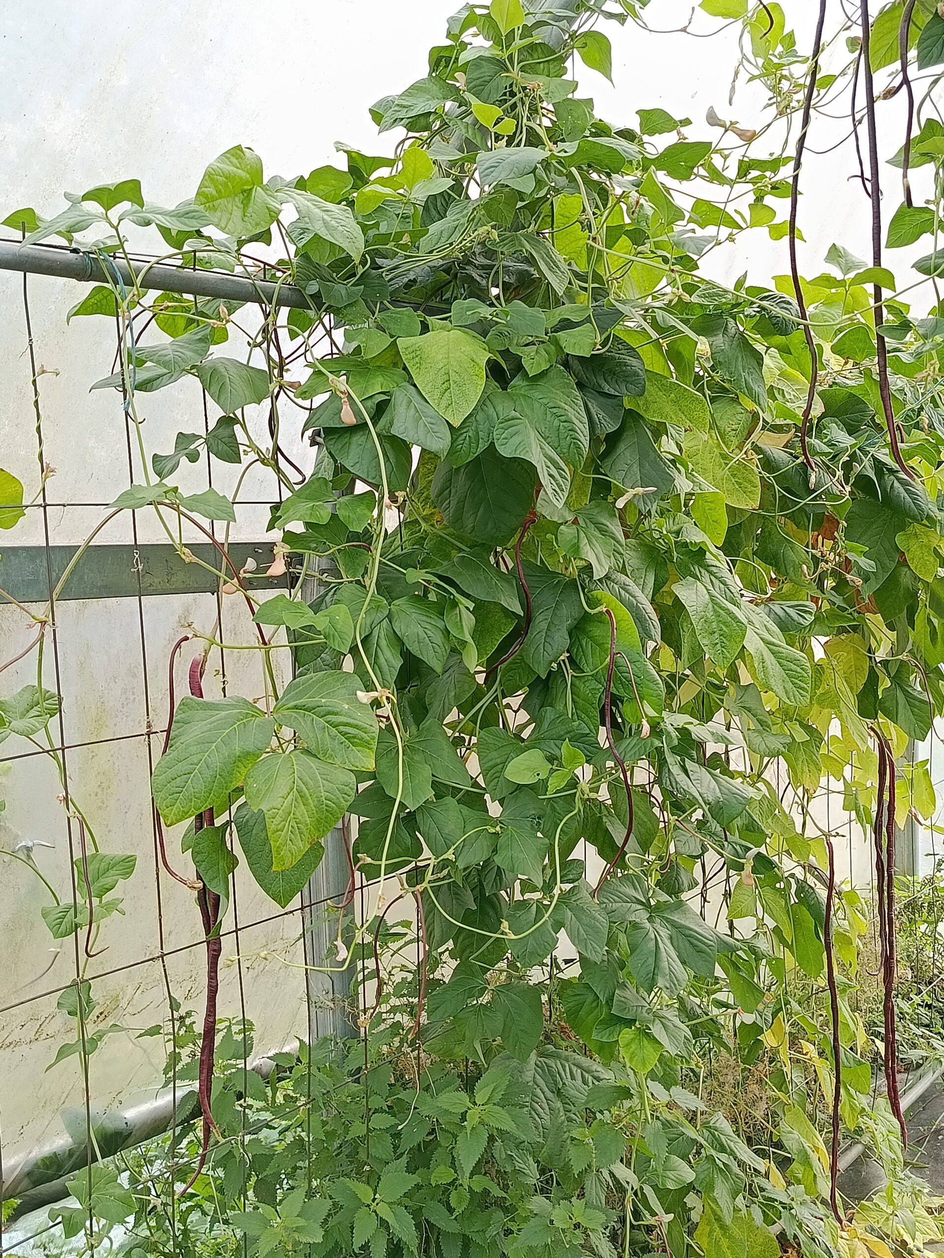 Haricot kilomètre Red Noodle – Image 5