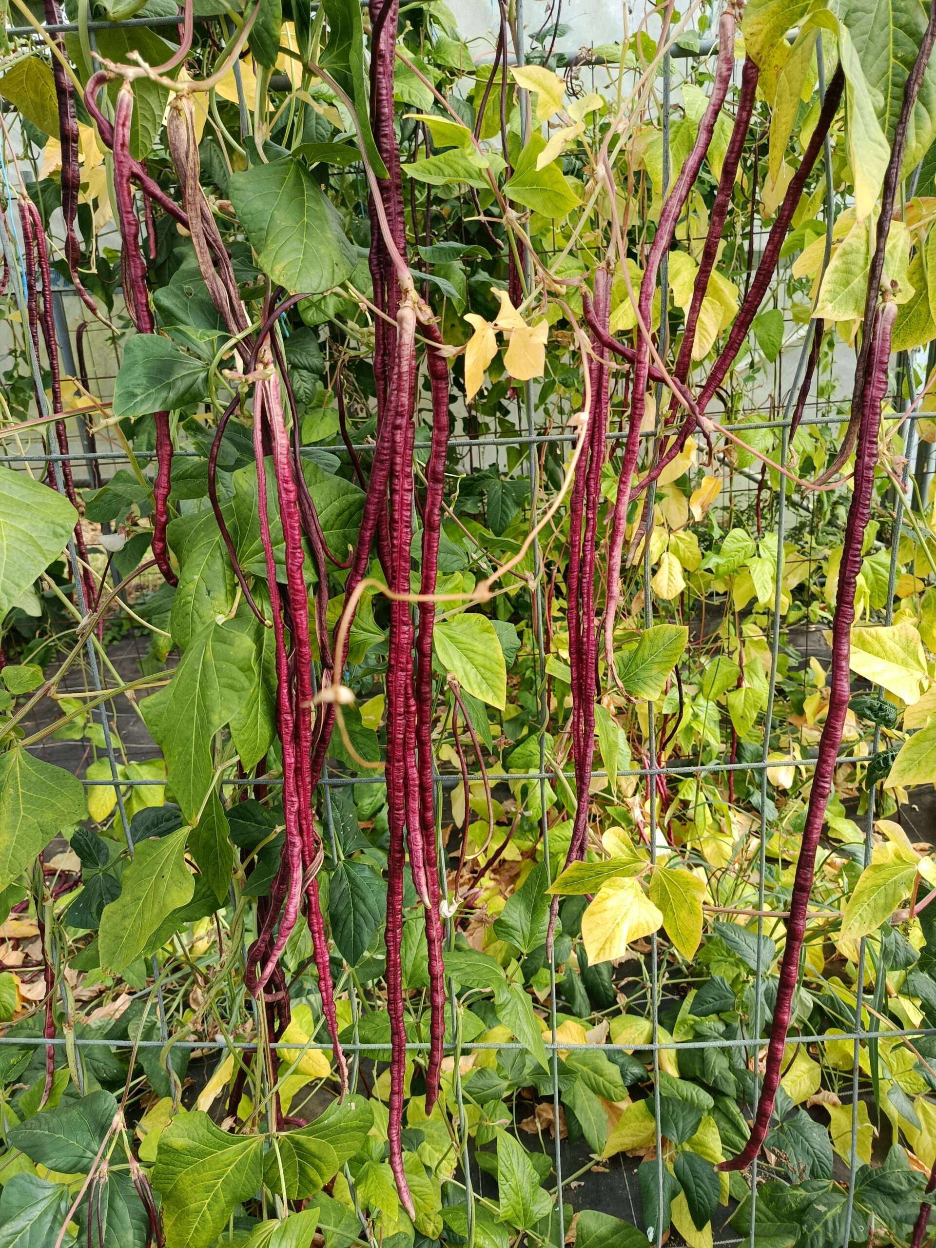 Haricot kilomètre Red Noodle – Image 3