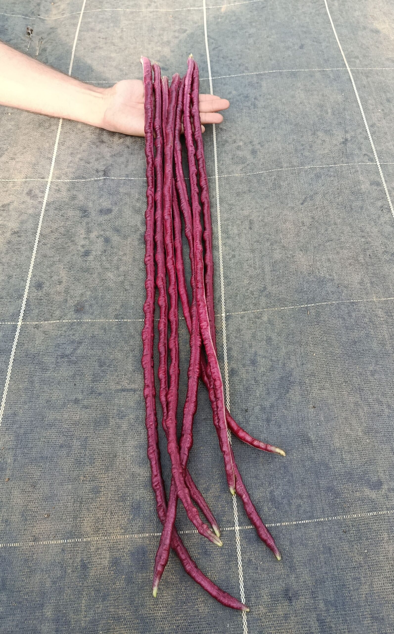 Haricot kilomètre Red Noodle