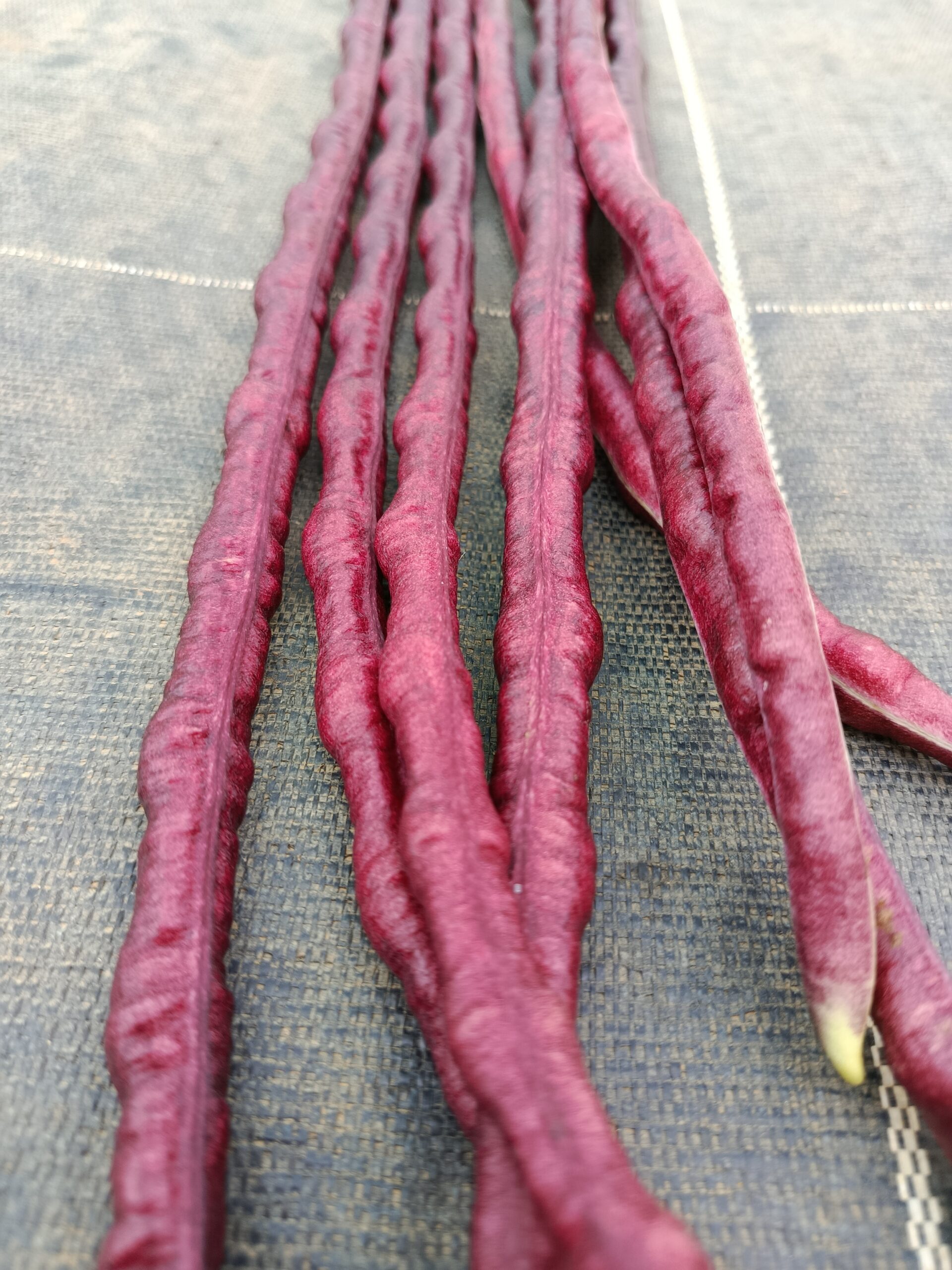 Haricot kilomètre Red Noodle – Image 2