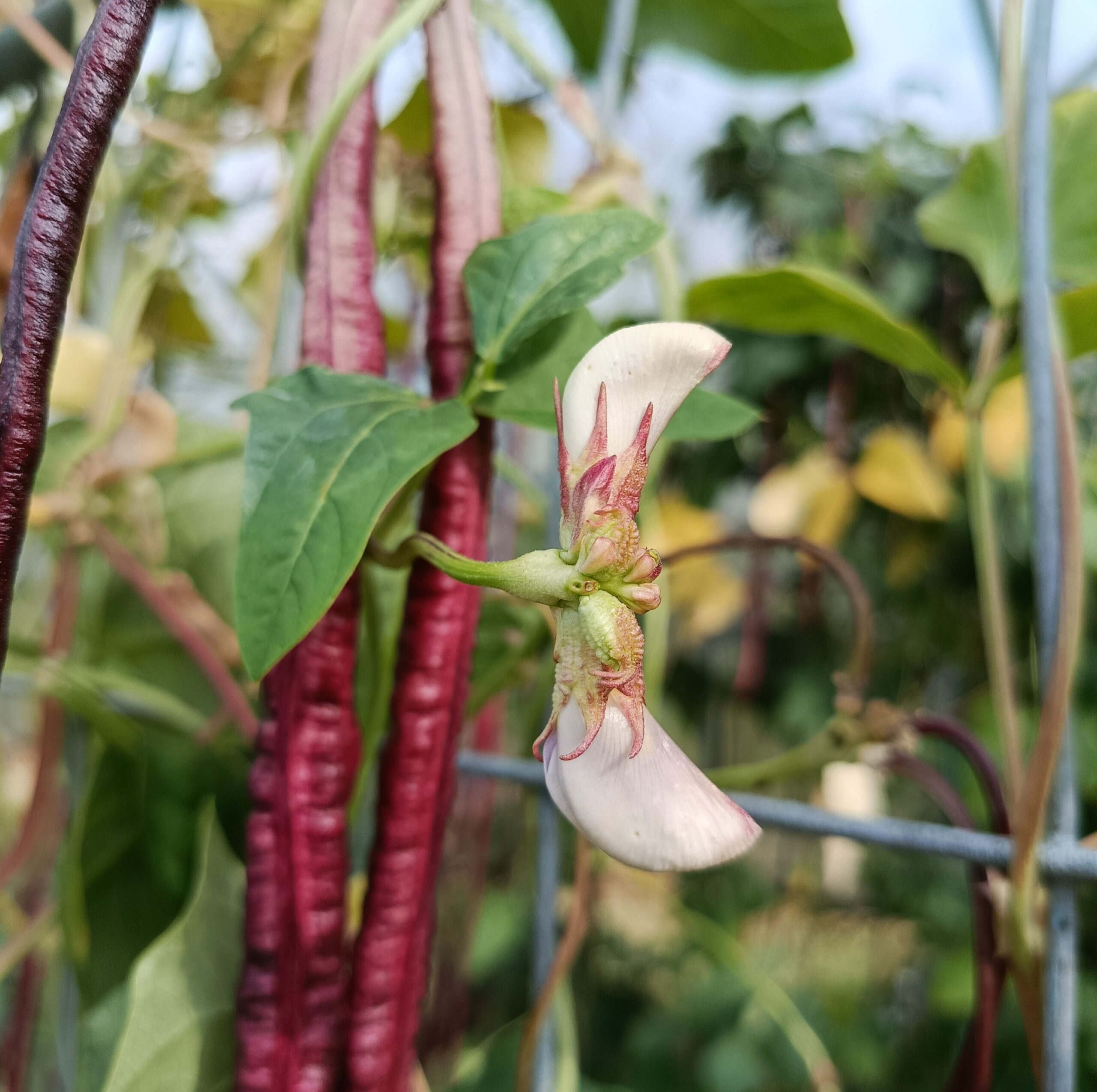 Haricot kilomètre Red Noodle – Image 4